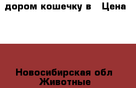 дором кошечку в › Цена ­ 1 - Новосибирская обл. Животные и растения » Кошки   . Новосибирская обл.